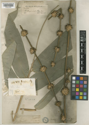 Kew Gardens K000912001:  Hooker, J.D.; Thomson, T. [411] India