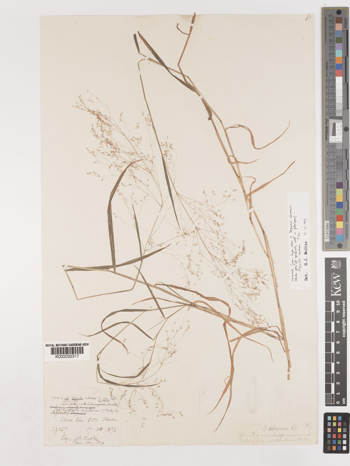 Kew Gardens K000032317:  Clarke, C.B. [19027] India