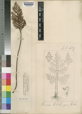 Kew Gardens K000435570:  Kitching, L. [s.n.] Madagascar