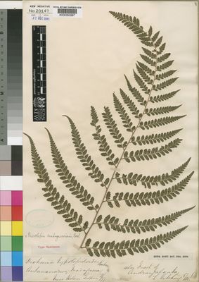 Kew Gardens K000350987:  Gilpin, H. [s.n.] Madagascar