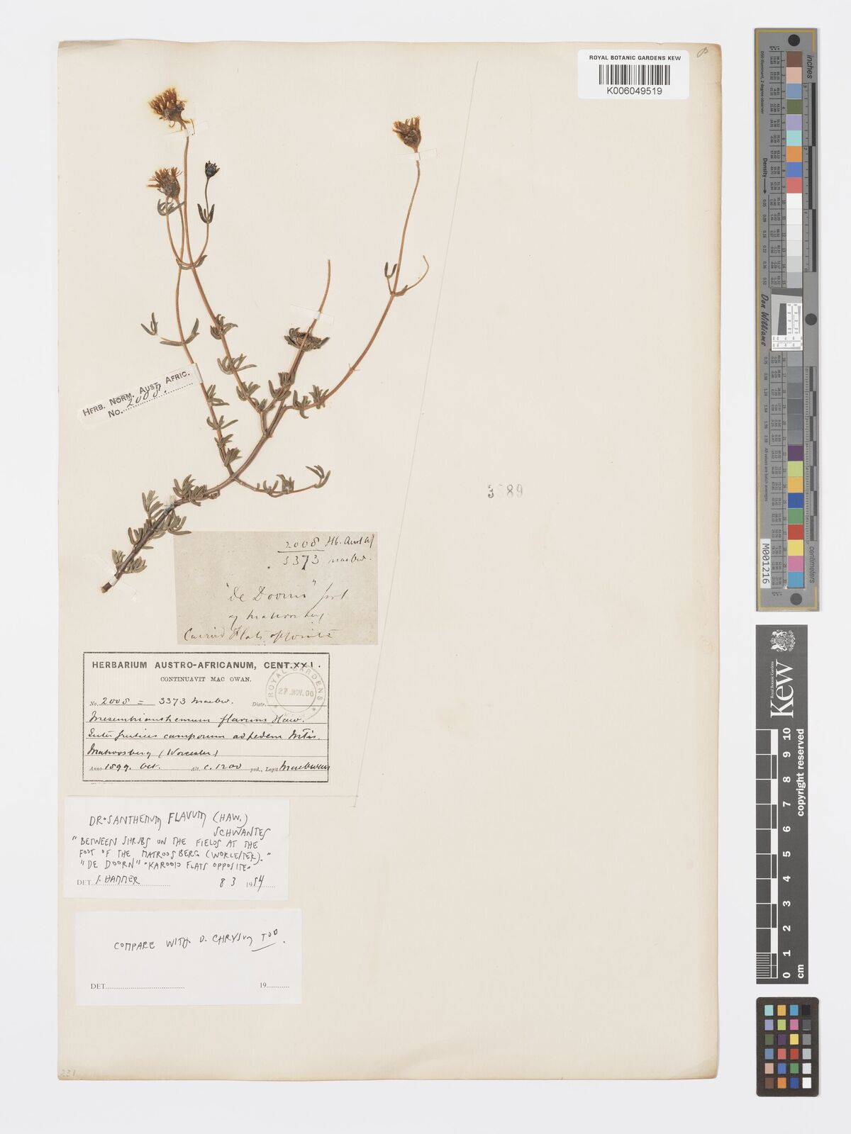Drosanthemum flavum