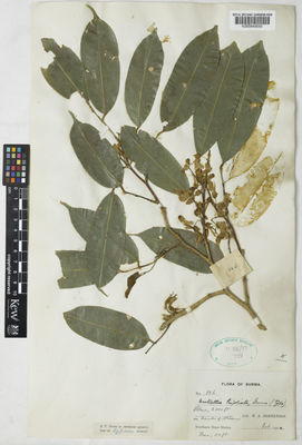 Kew Gardens K000848689:  Robertson, W.A. [126] Burma