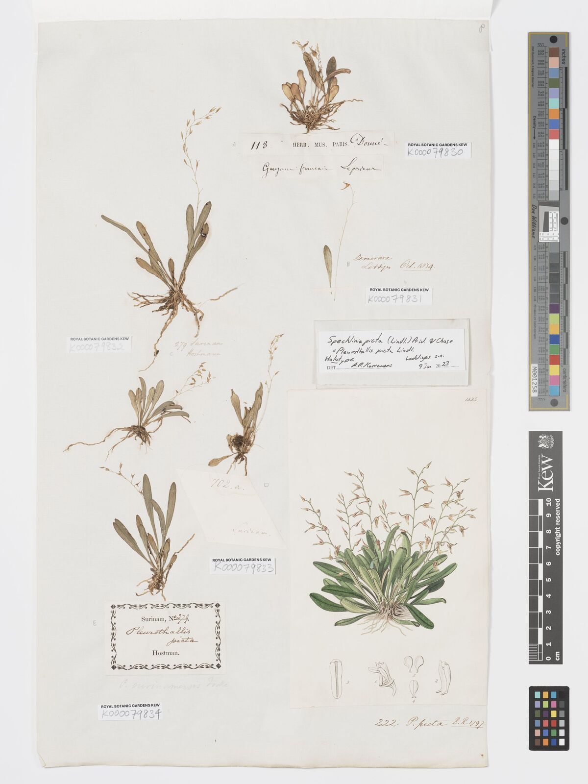 Kew Gardens K000079832:  Hostmann [279] Suriname