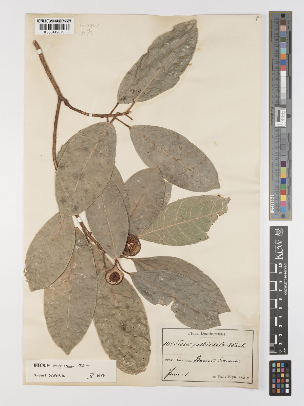 Kew Gardens K000442872:  Fuertes, M. [1114] Cuba