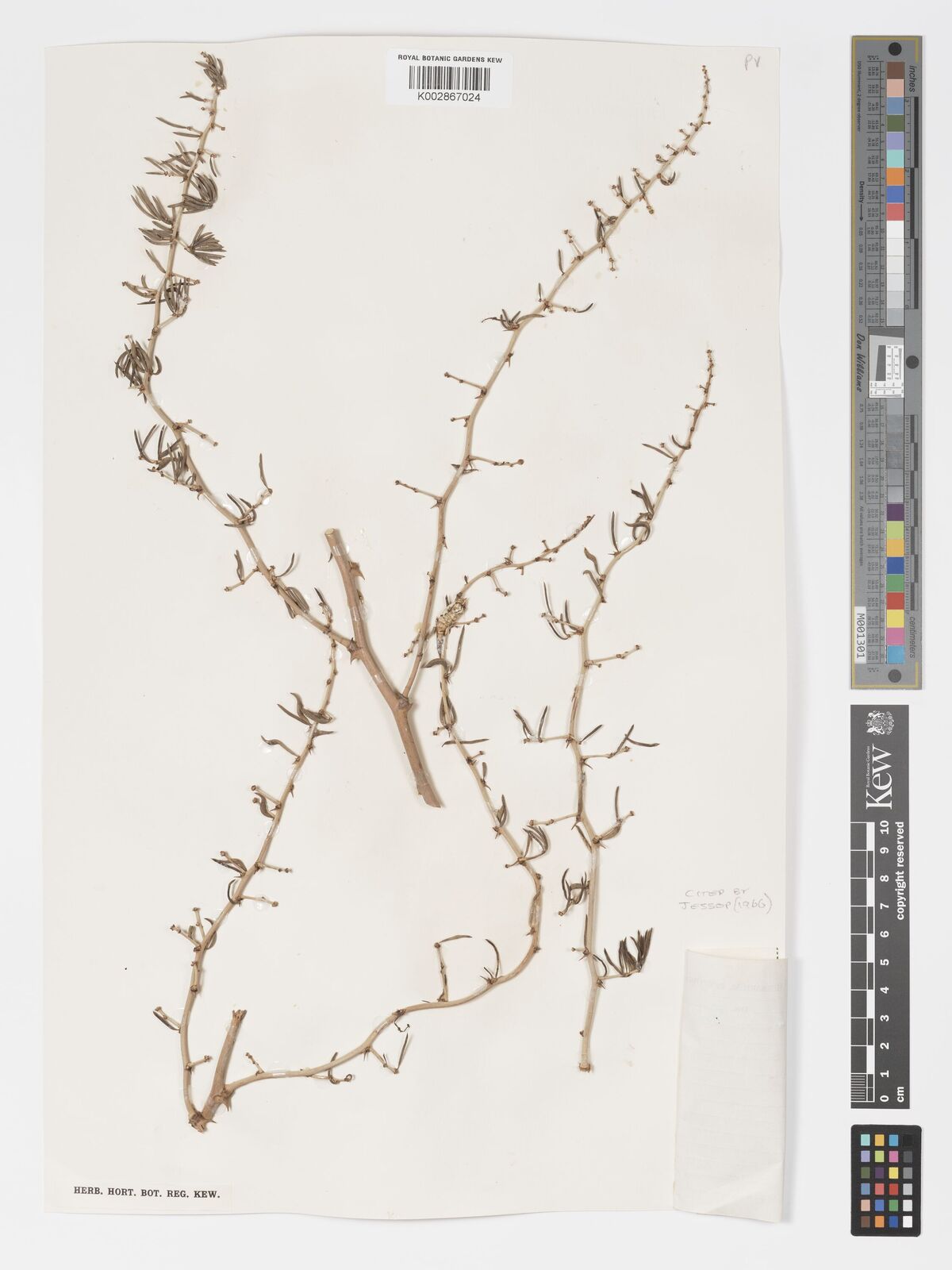 Asparagus crassicladus