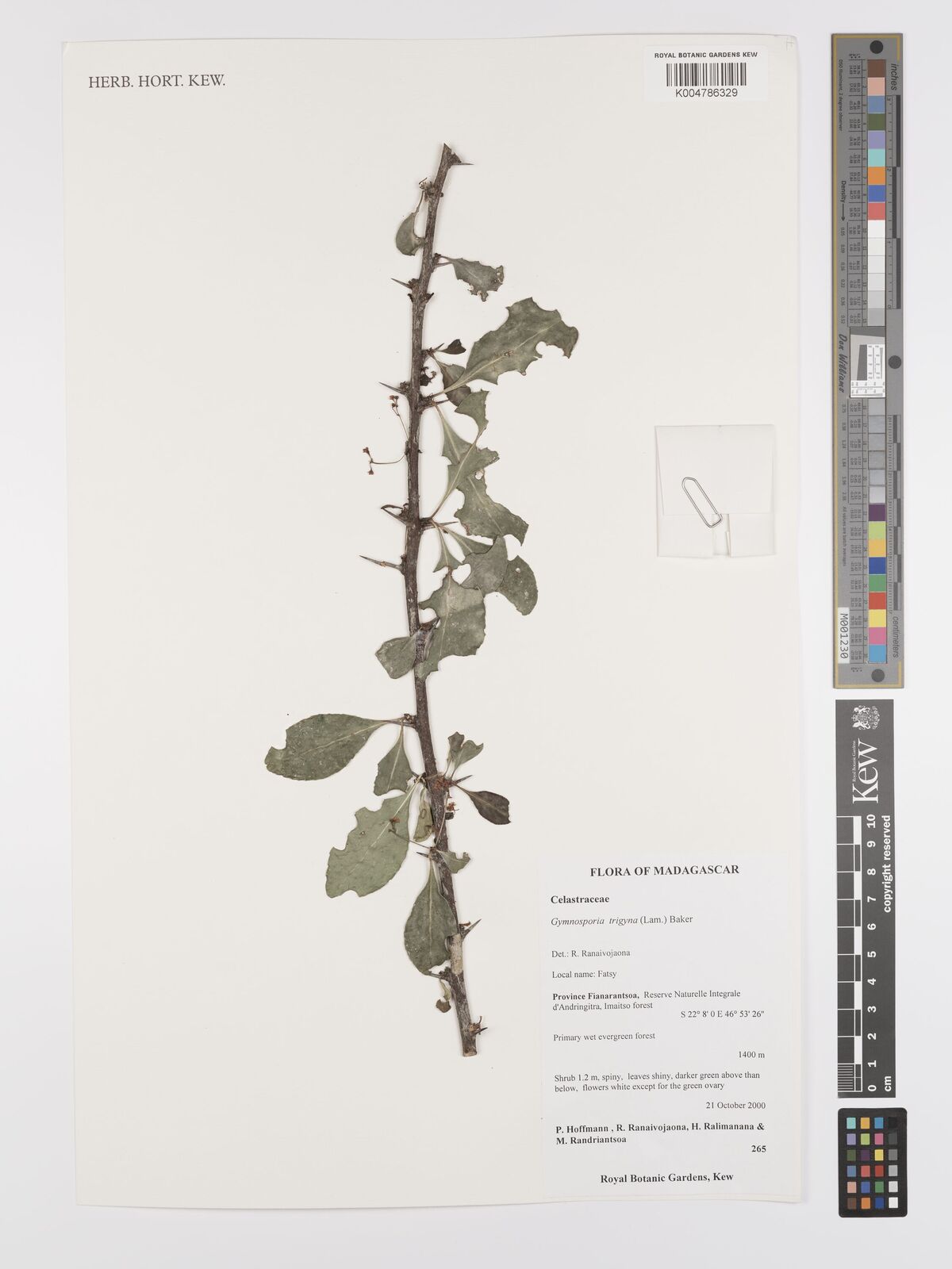 Gymnosporia pyria