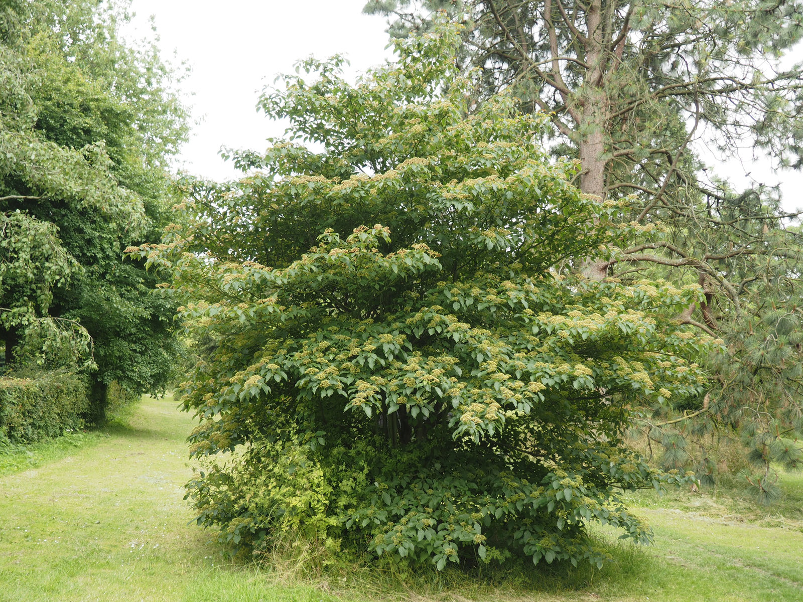 © copyright of the Board of Trustees of the Royal Botanic Gardens, Kew.