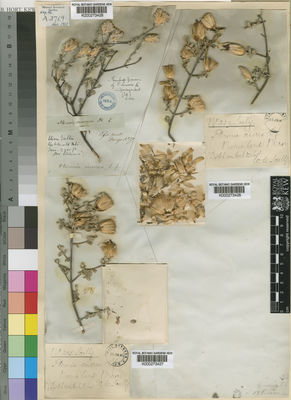 Kew Gardens K000273428:  Drege [s.n.] South Africa