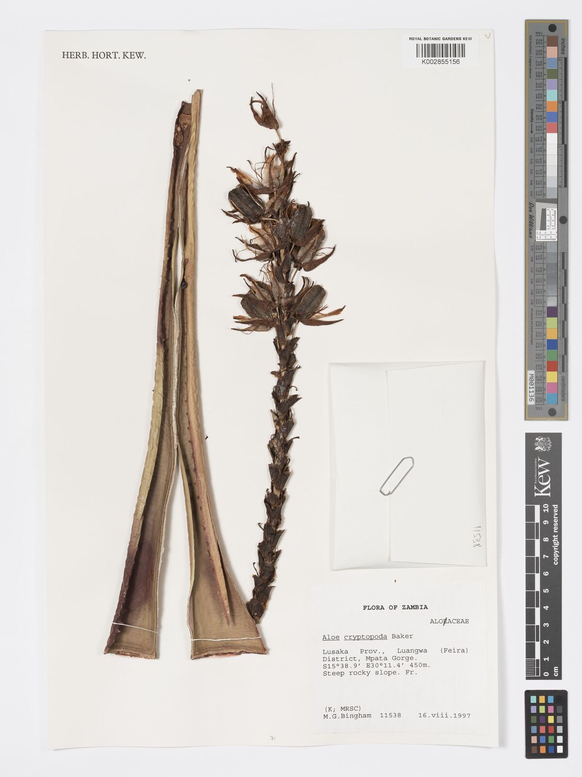 Aloe cryptoflora