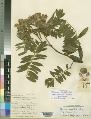 Kew Gardens K000262835:  Leach; Schelpe [11471] Mozambique