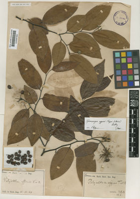 Kew Gardens K000691802:  s.coll. [s.n.]