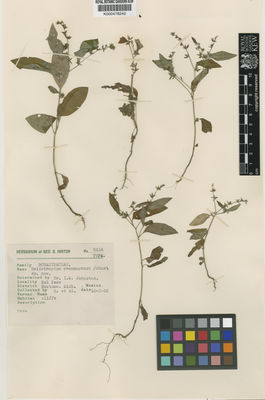 Kew Gardens K000478242:  Hinton, G.B. [8514] Mexico