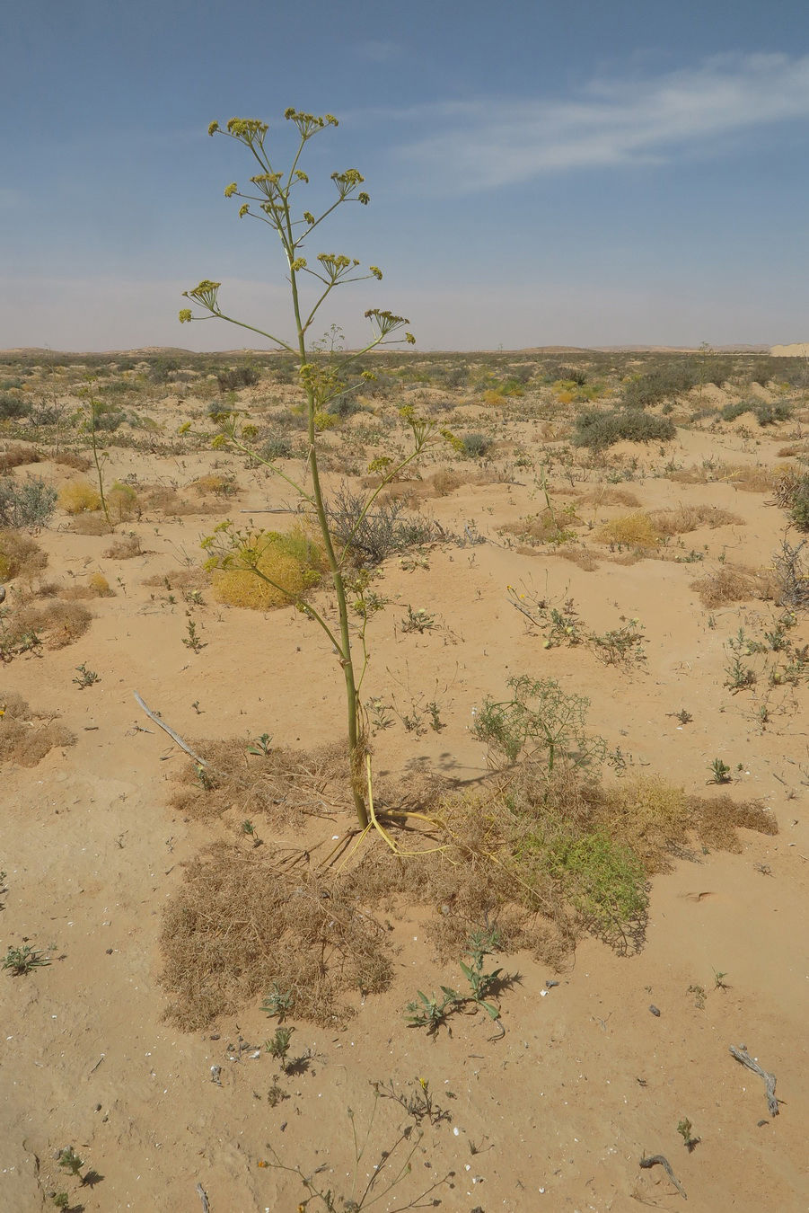 Ferula sinaica Boiss. | Plants of the World Online | Kew Science