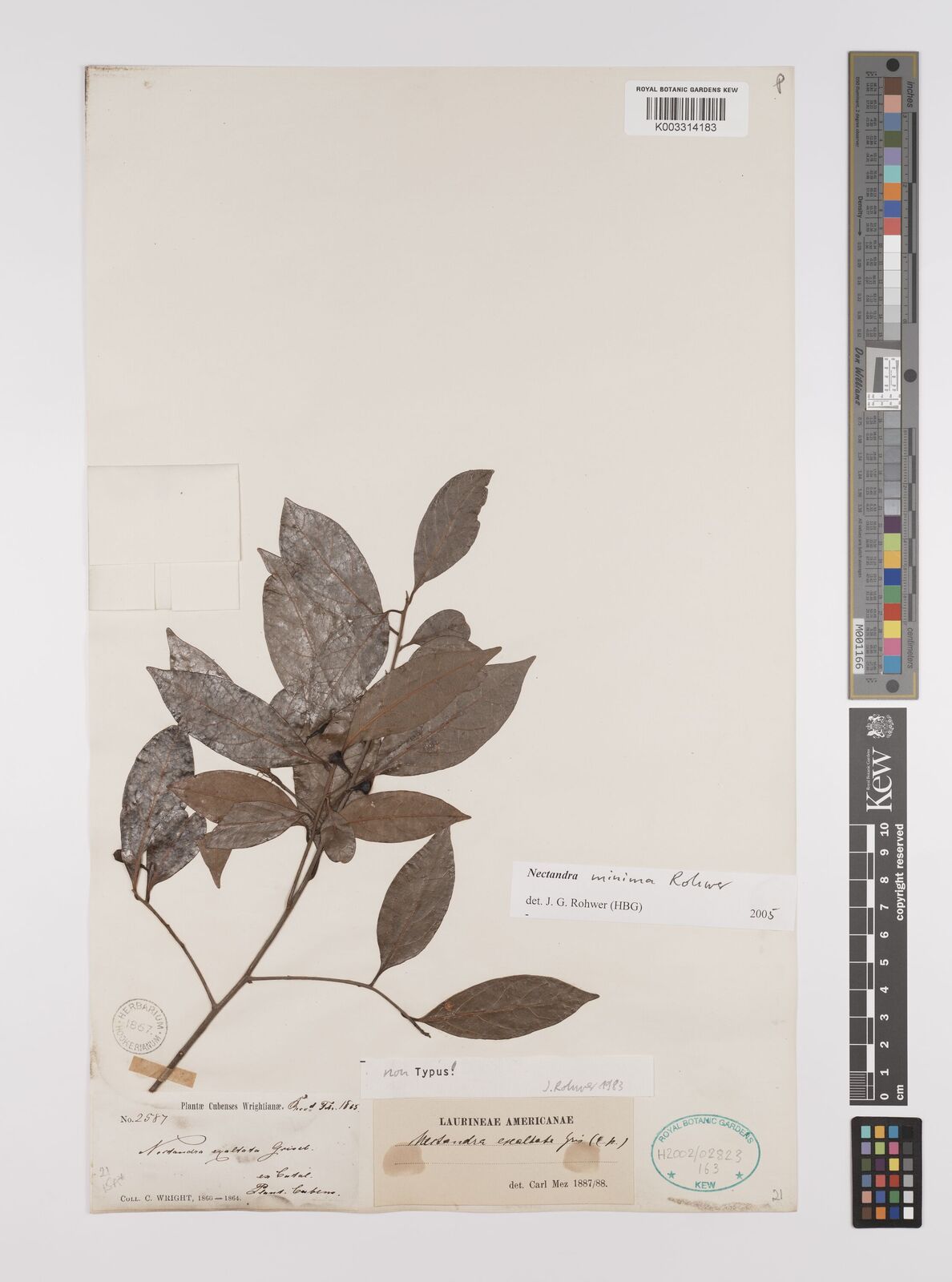 Nectandra minima