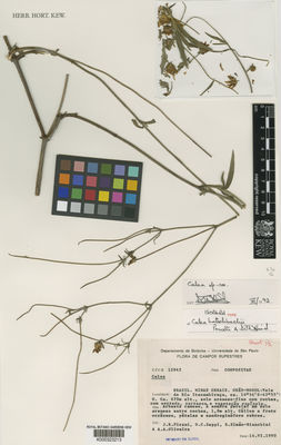 Kew Gardens K000323213:  Pirani, J.R., et al. [CFCR 12942] Brazil