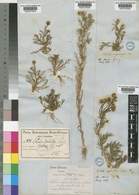 Kew Gardens K000378306:  Drege [s.n.] South Africa