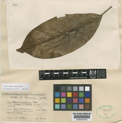 Kew Gardens K000470016:  Pittier, H. [5681] Panama