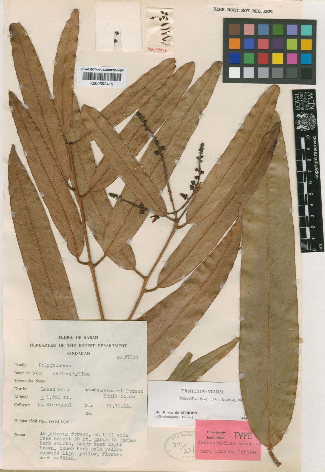 Xanthophyllum Lineare (Meijden) W.J.de Wilde & Duyfjes | Plants Of The ...