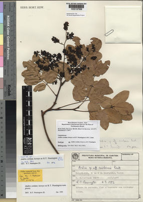 Kew Gardens K000187936:  Hatschbach, G. [39477] Brazil