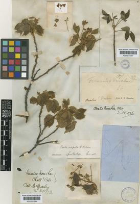 Kew Gardens K000531596:  Moseley [s.n.] Brazil