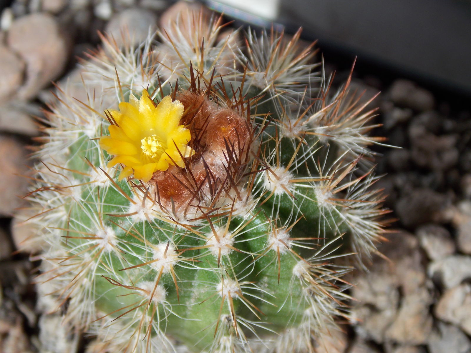 Parodia Ayopayana Cárdenas 