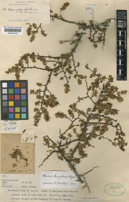 Kew Gardens K000531352:  Comber, H.F. [105]