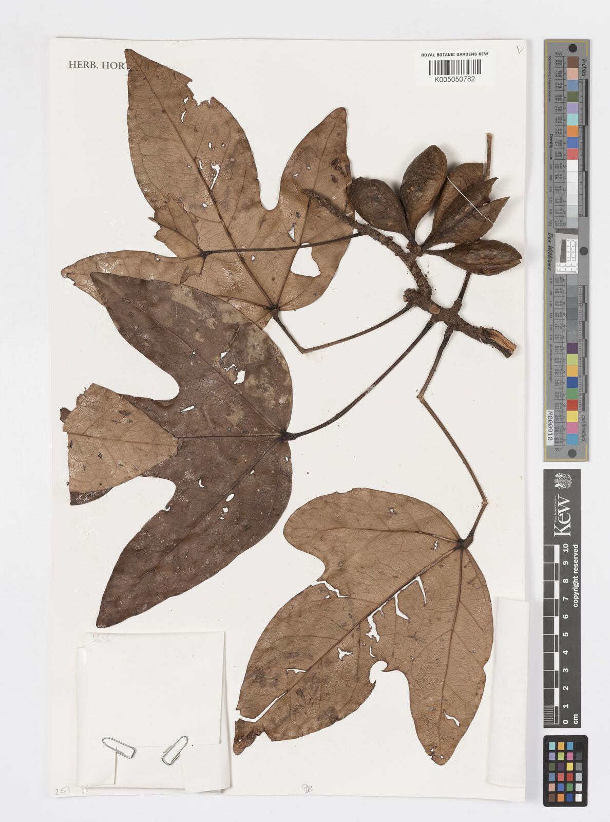 Acropogon jaffrei