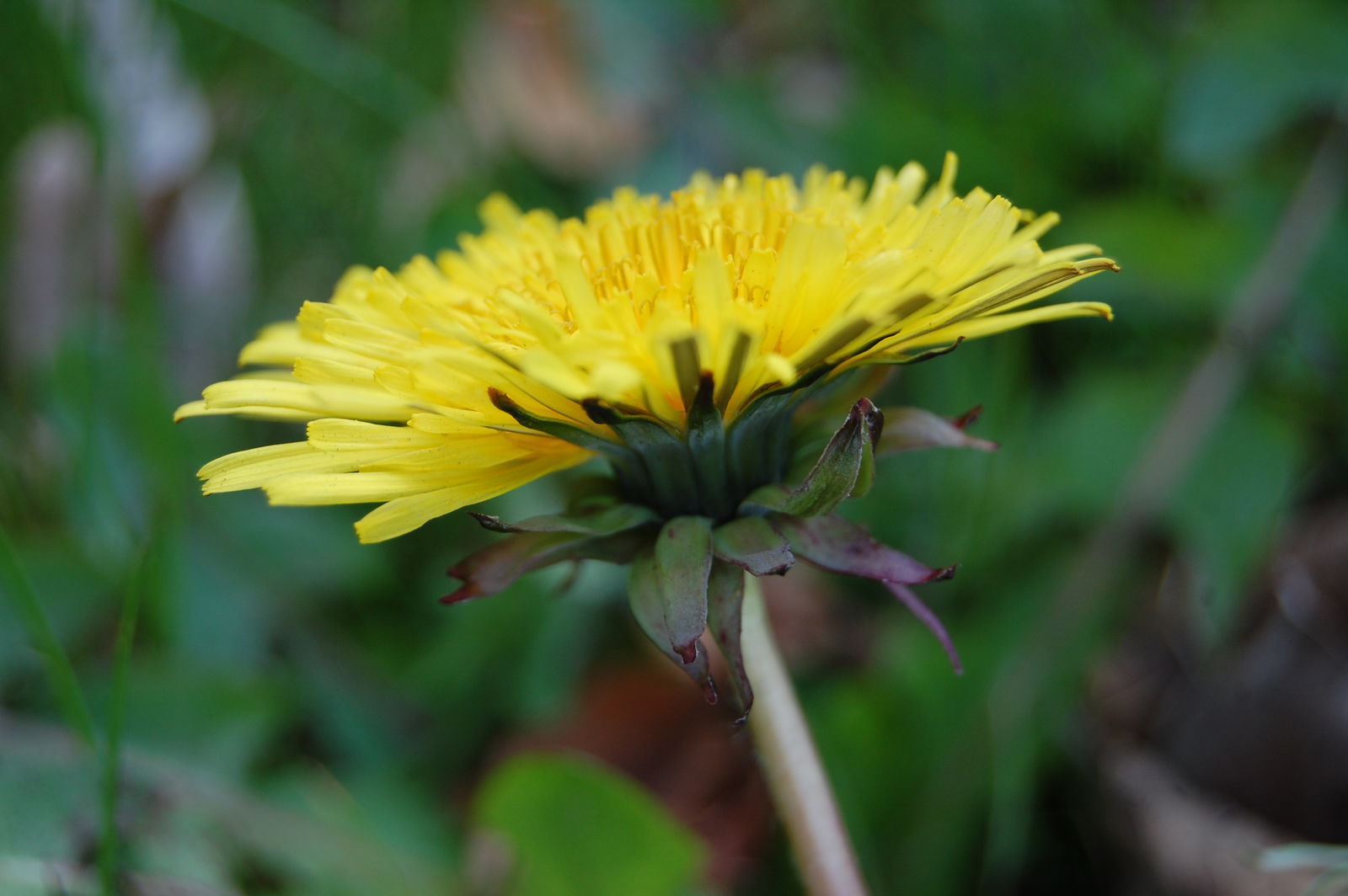 Taraxacum scotiniforme Dahlst. ex G.E.Haglund | Plants of the World ...