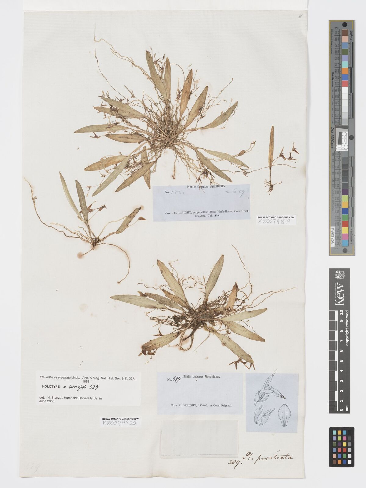 Kew Gardens K000079820:  Wright, C. [629] Cuba