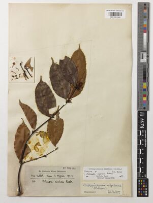 Kew Gardens K001291980:  Talbot, P.A. [1351] Nigeria
