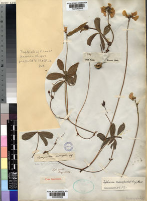 Kew Gardens K000262942:  Drege [s.n.] South Africa