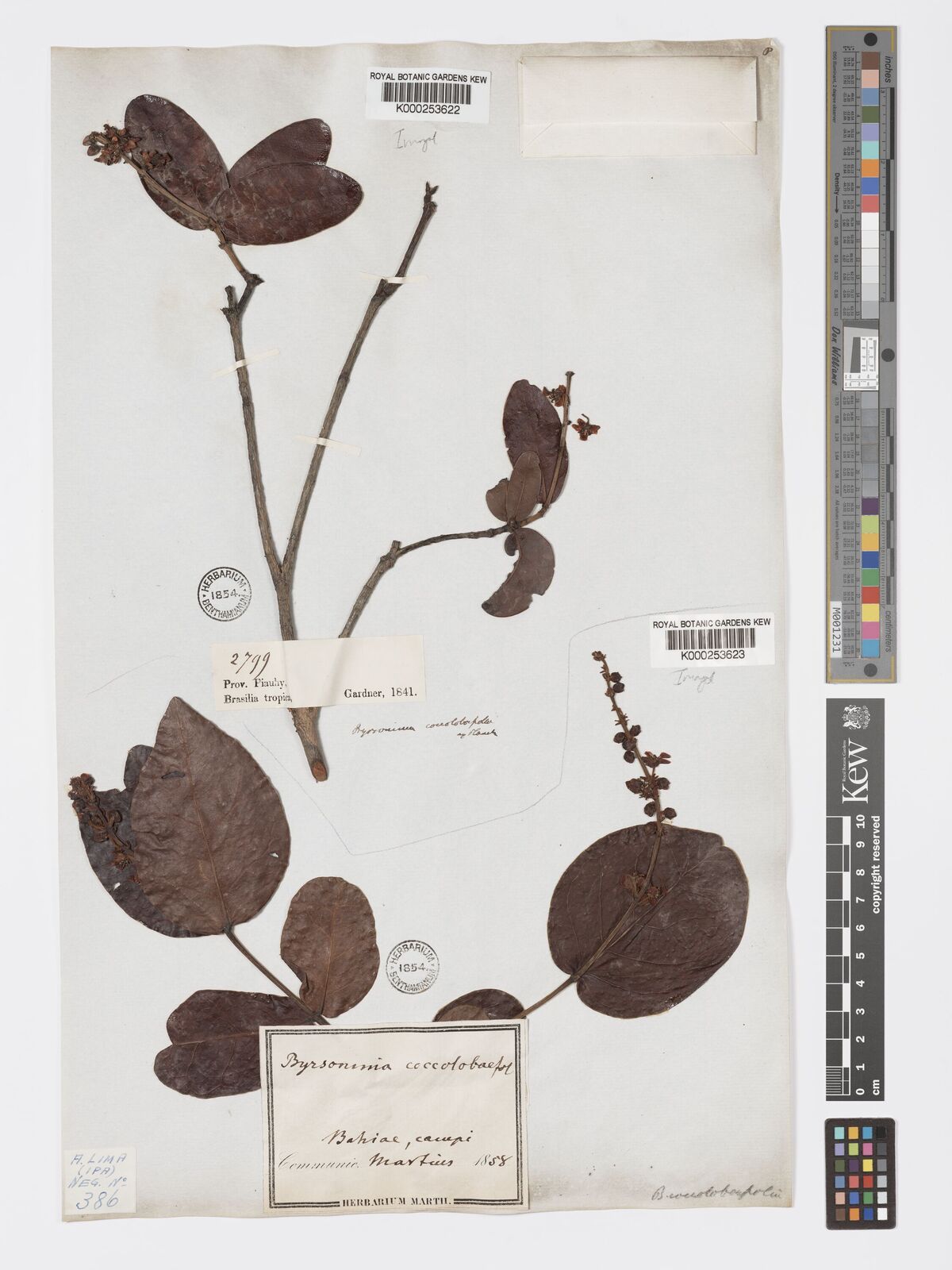 Kew Gardens K000253623:  Martius [s.n.] Brazil