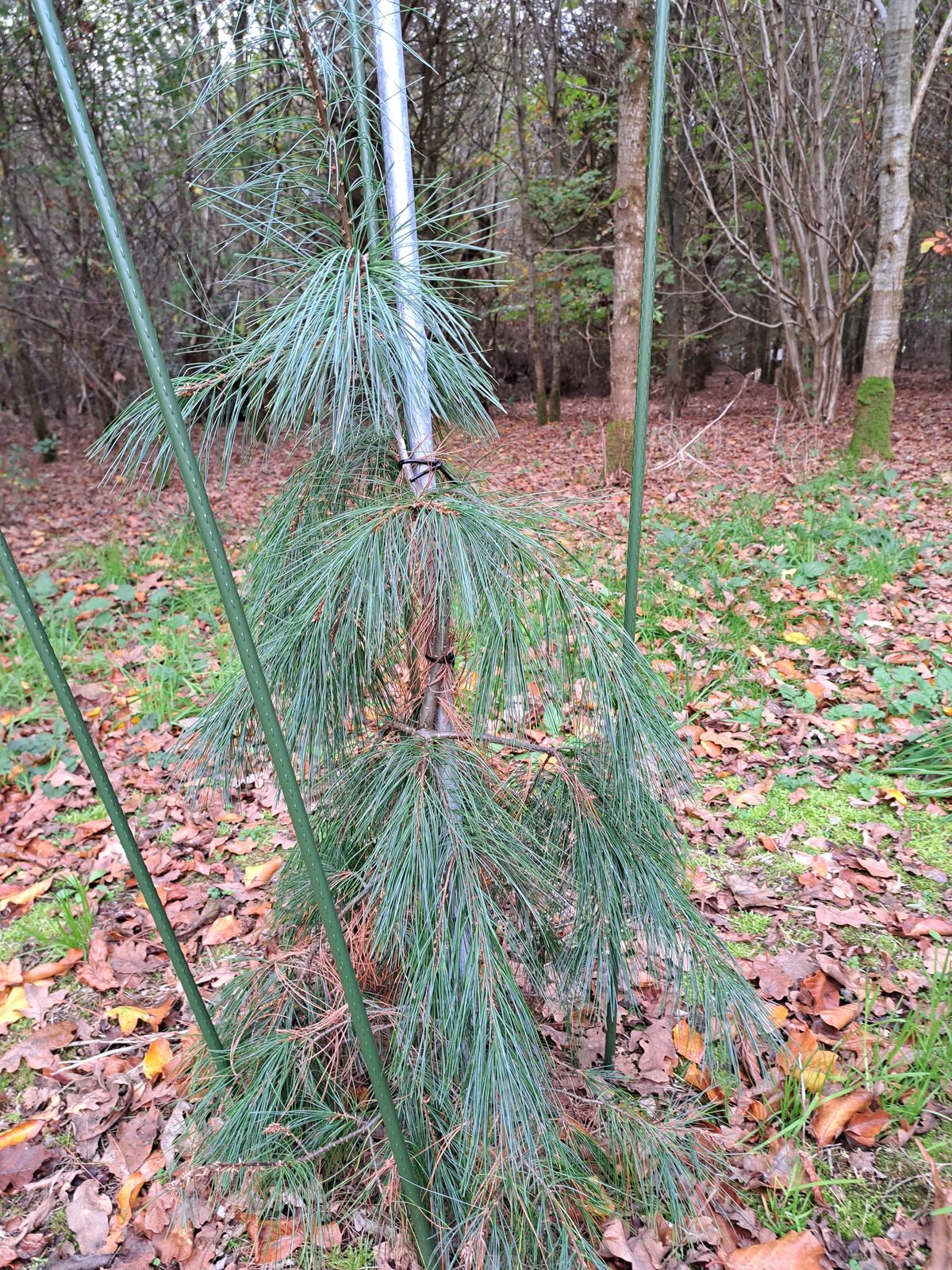 Pinus strobus L. | Plants of the World Online | Kew Science