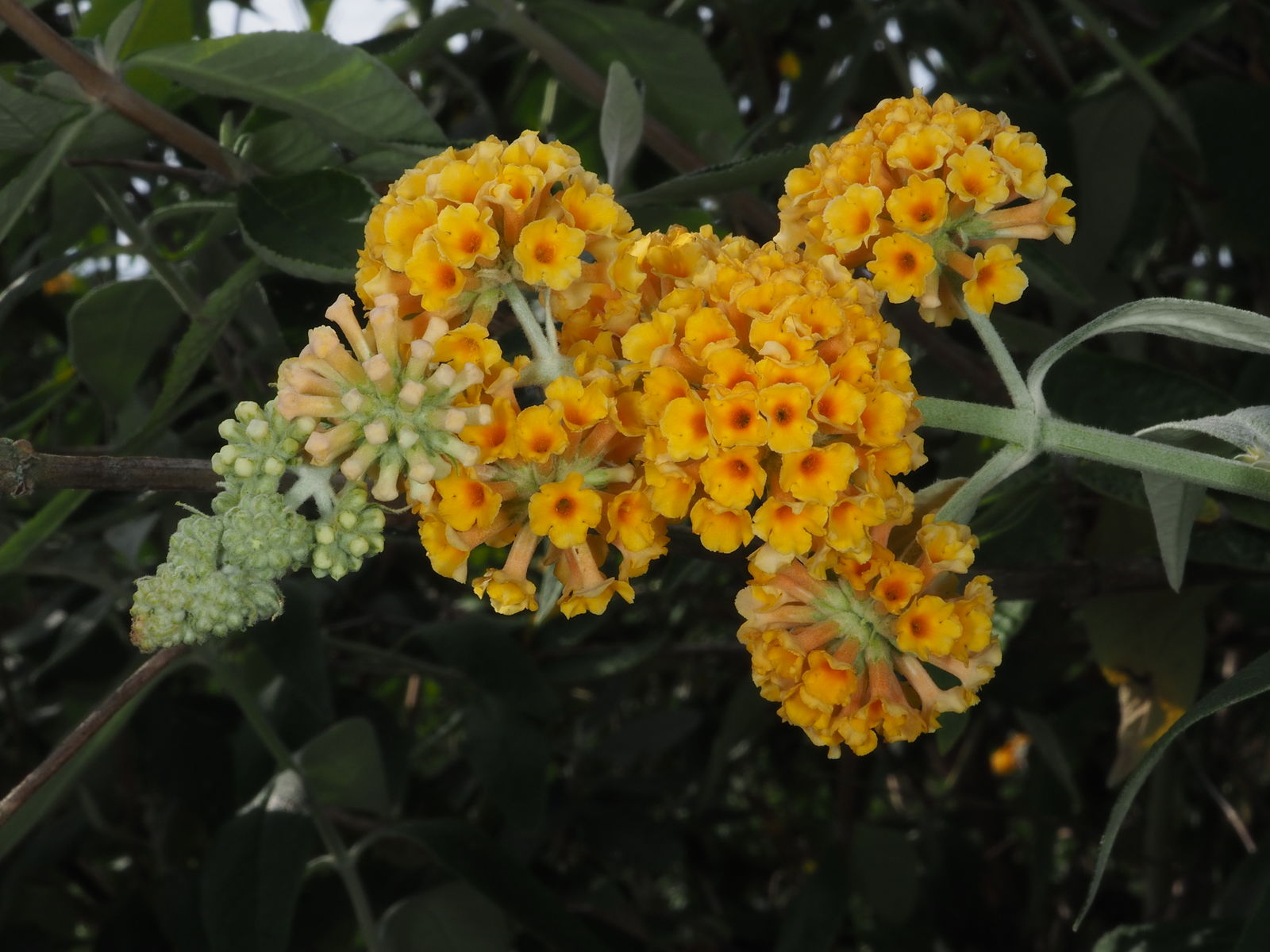 Buddleja × Weyeriana Weyer Ex Bean | Plants Of The World Online | Kew ...