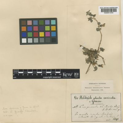 Kew Gardens K000814340:  Heldreich [s.n.] Greece