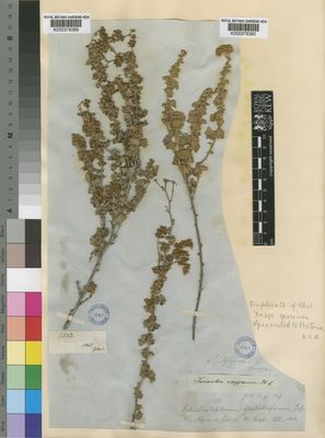 Kew Gardens K000378390:  Drege [s.n.] South Africa