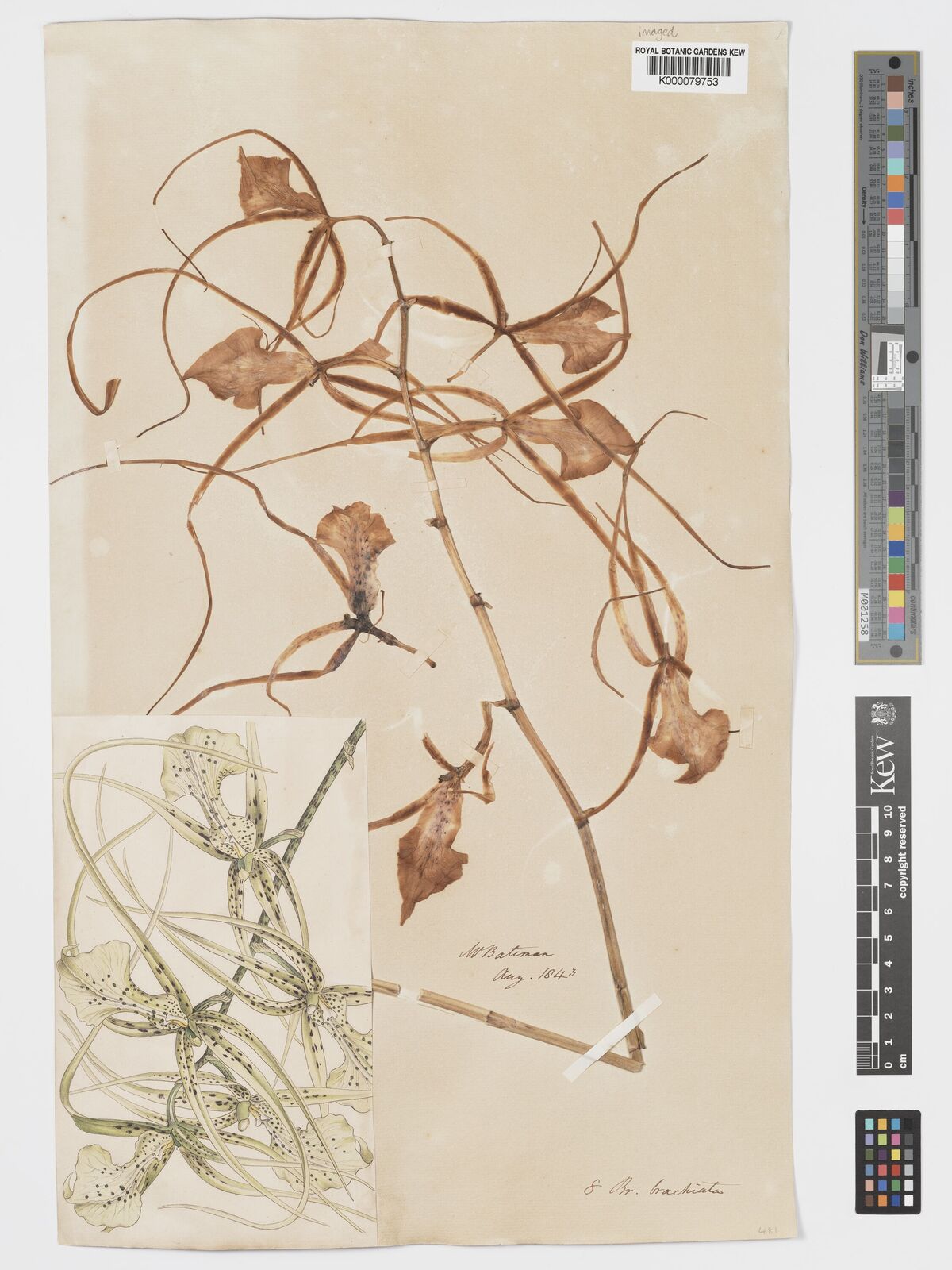 Kew Gardens K000079753:  Bateman, J. [s.n.]
