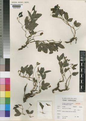 Kew Gardens K000419618:  De Witte, G.F. [7294] Congo, Republic of the