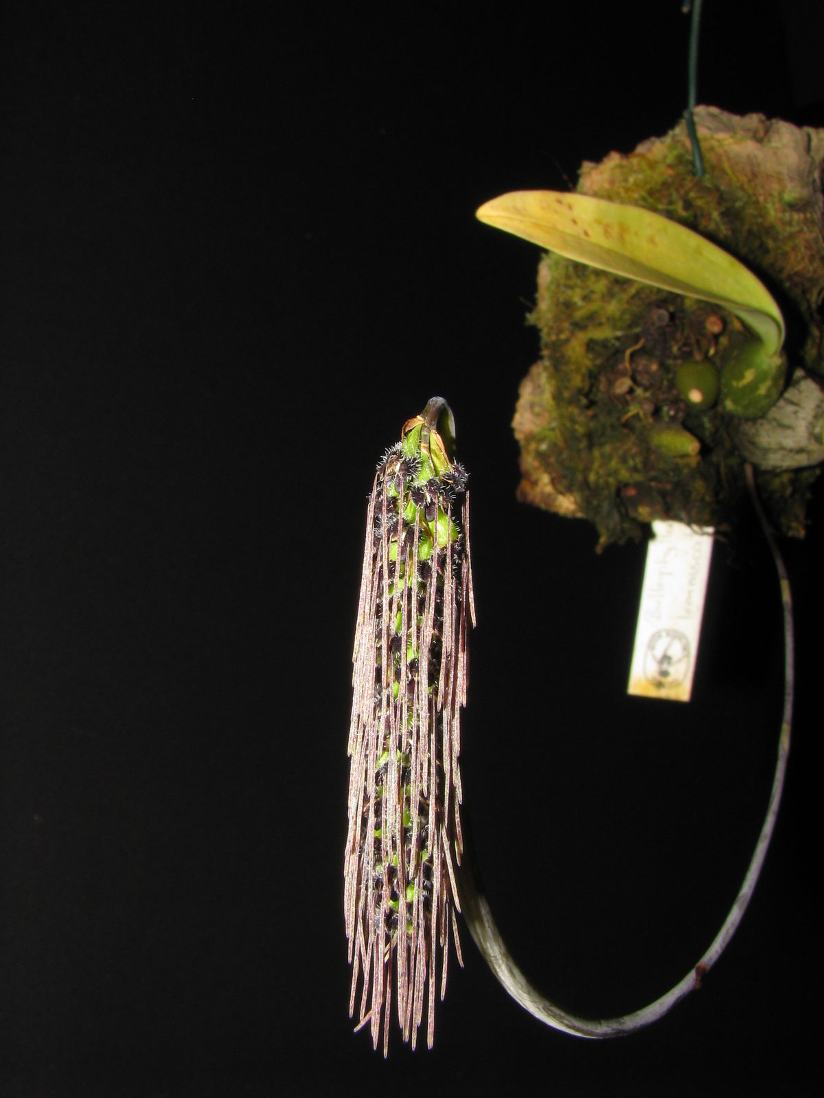 Bulbophyllum lemniscatoides var. lemniscatoides | Plants of the World ...