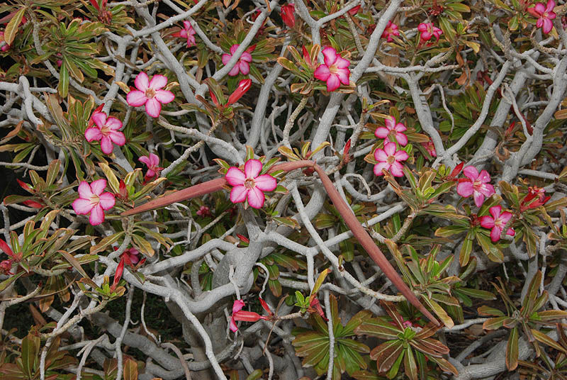 File:Desert rose Adenium obesum in Tanzania 2261 Nevit.jpg - Wikipedia