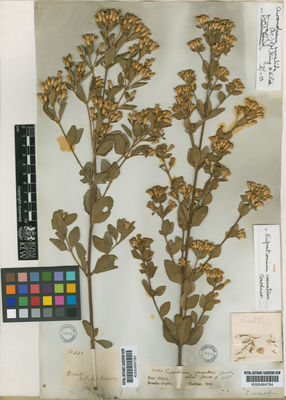 Kew Gardens K000484785:  s.coll. [642] Brazil