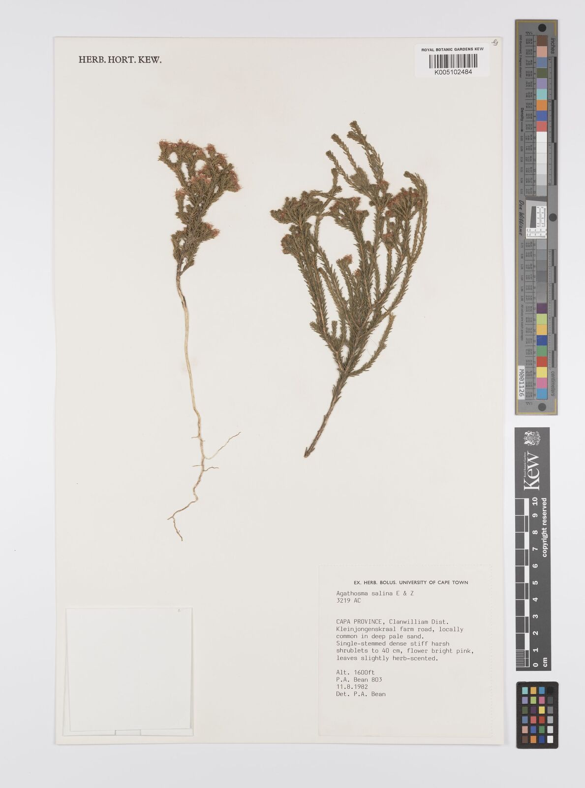Agathosma salina