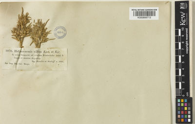 Kew Gardens K000899713:  Karelin, G.S.; Kirilov, I.P. [1870] Kazakhstan