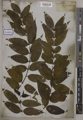 Kew Gardens K001125209:  s.coll. [Cat. no. 8308]