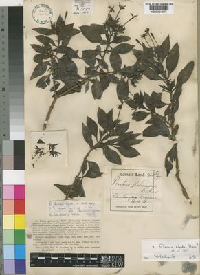 Kew Gardens K000394975:  Cole, E. [s.n.] Somalia