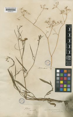 Kew Gardens K000681271:  Nuttall, T. [s.n.] United States