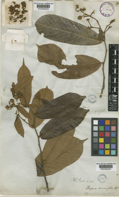 Kew Gardens K000382203:  Griffth [s.n.] Malaysia