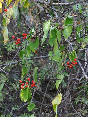 Solanum lyratum Thunb. | Plants of the World Online | Kew Science