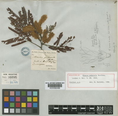 Kew Gardens K000082488:  Coulter [s.n.] Mexico