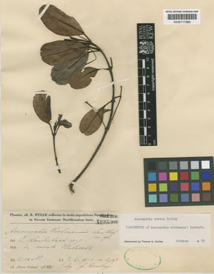 Kew Gardens K000717885:  Versteeg, G.M. [2417] Papua New Guinea